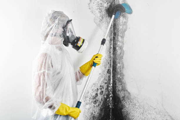 Best Industrial Mold Remediation  in Boyce, LA
