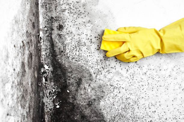 Best Mold Damage Restoration  in Boyce, LA