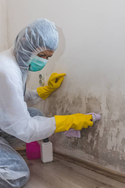 Best Water Damage & Mold Remediation  in Boyce, LA